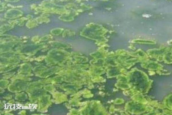 虾塘青苔最佳处理方法(池塘的青苔怎么清除最快)-图片2
